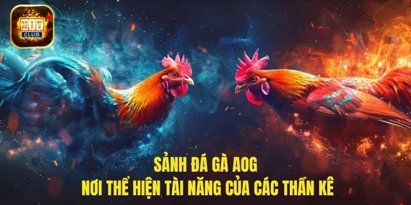 Hình thức chọi gà được yêu thích do AOG cung cấp