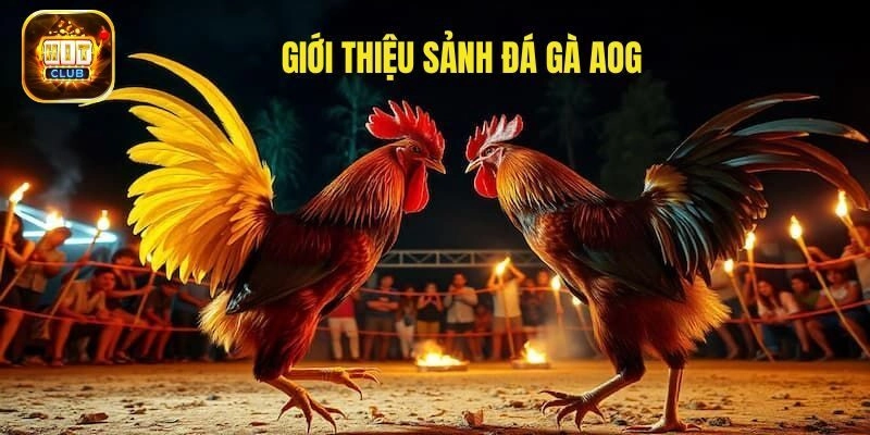 Giới thiệu về AOG đá gà 