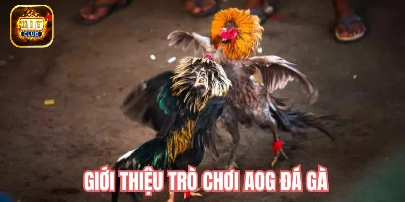 Giới thiệu AOG đá gà